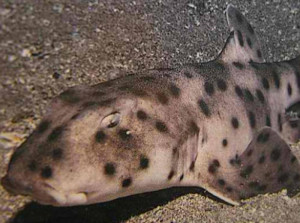 Galapagos Wildlife: Galapagos Bullhead shark © sharksider.com