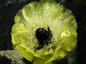 Galapagos Wildlife: A female Galapagos carpenter bee © GCT