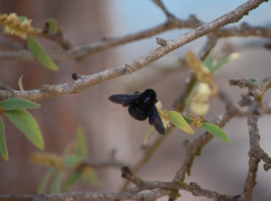 Galapagos Carpenter Bee Female