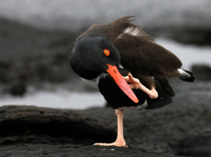 Galapagos Wildlife: American Oystercatcher © Iris Waanders