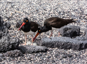 Galapagos Wildlife: American Oystercatcher © David Maw