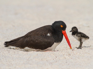 Galapagos Wildlife: American Oystercatcher © Luis Piovani