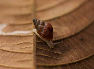 Galapagos Wildlife: Galapagos Land Snail © Christine Parent