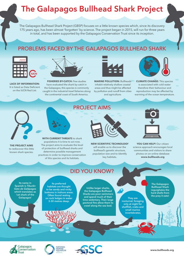 Rediscovering Galapagos Bullhead Sharks - Discovering Galapagos